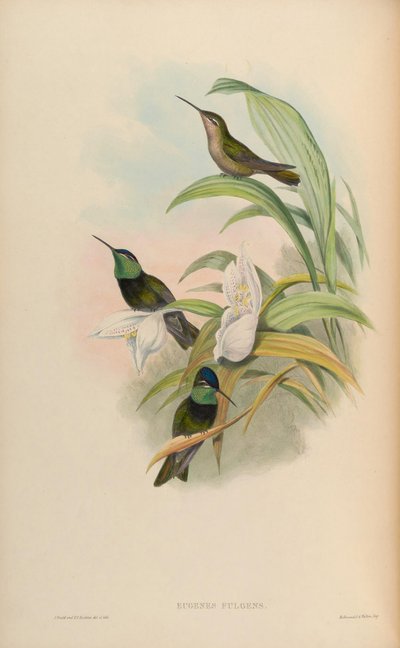 Eugenes fulgens by John Gould